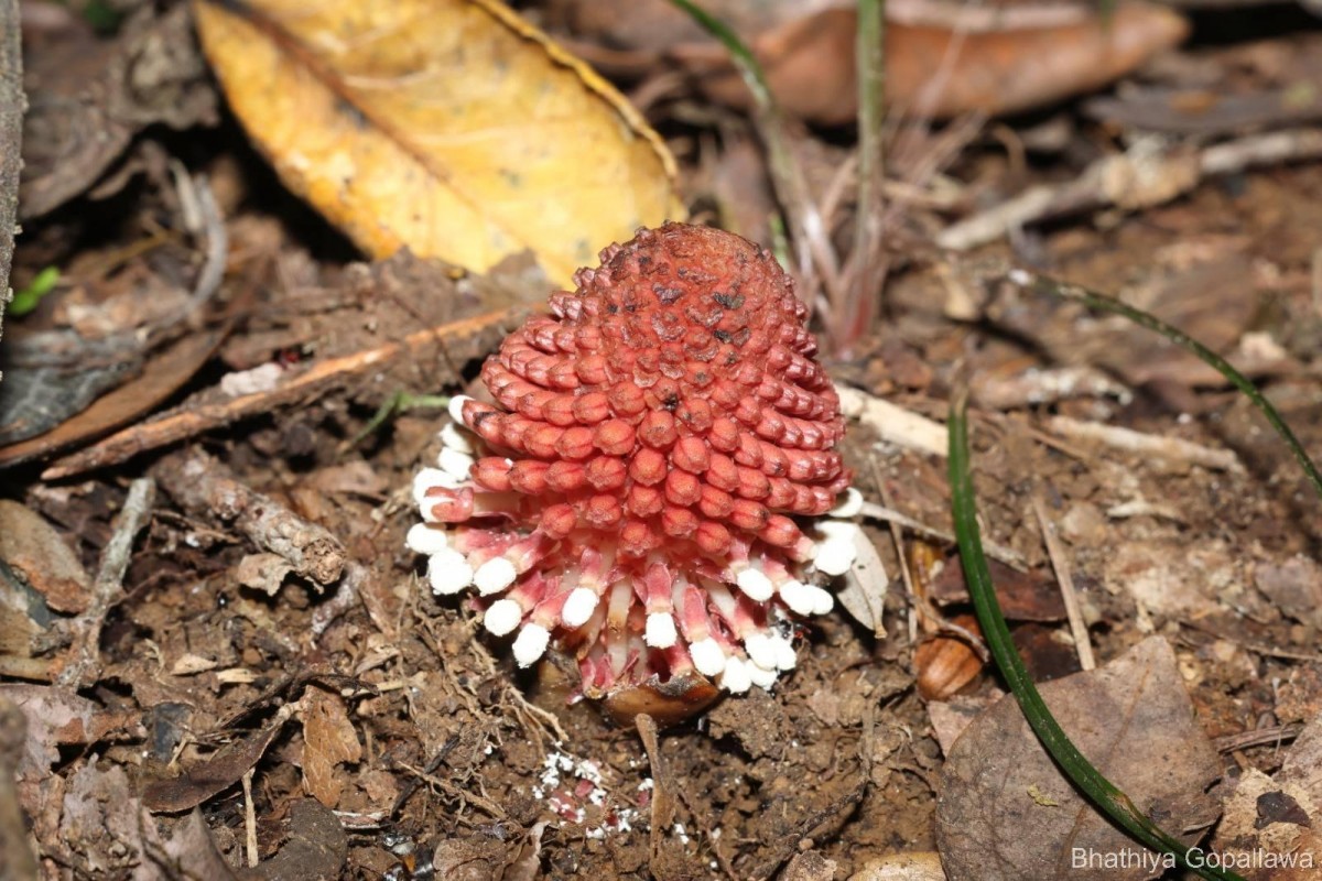 Balanophora fungosa J.R.Forst. & G.Forst.